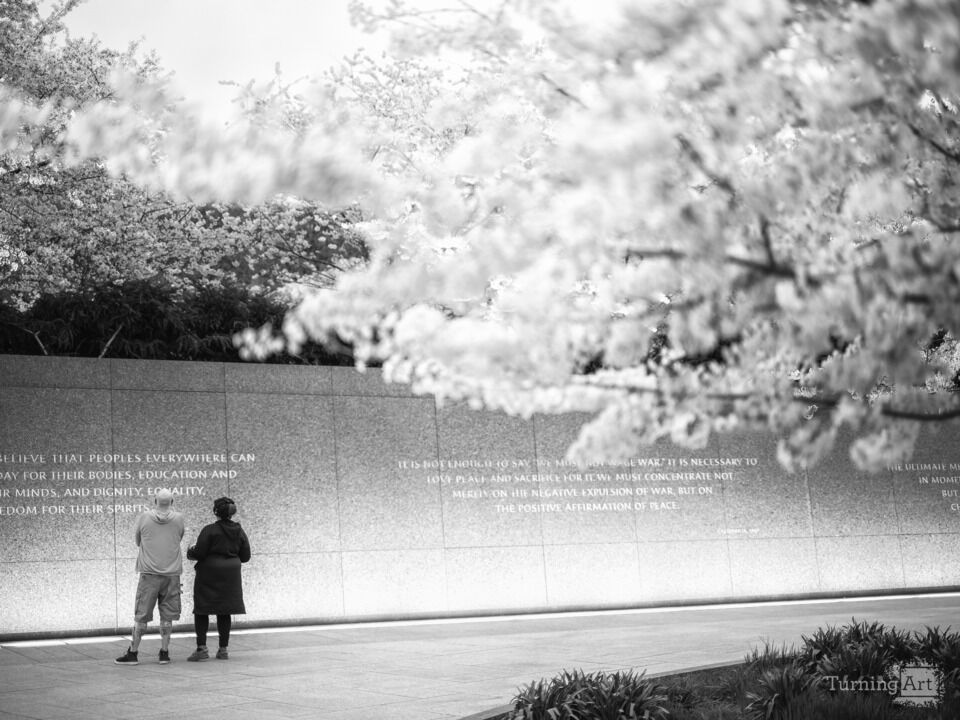 MLK Memorial Cherry Blossoms / Black and White