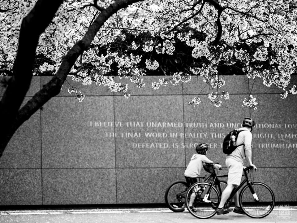 MLK Memorial Cherry Blossoms / Black and White