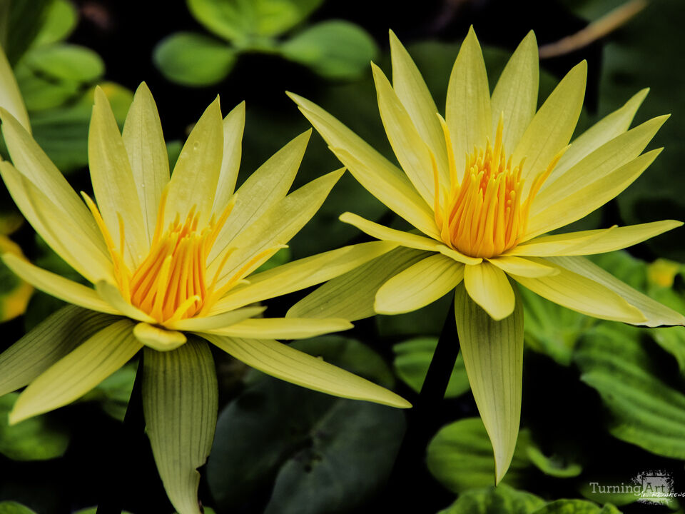 Twin Yellow Lotus Flowers 
