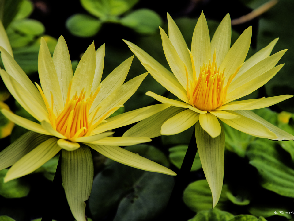 Twin Yellow Lotus Flowers 