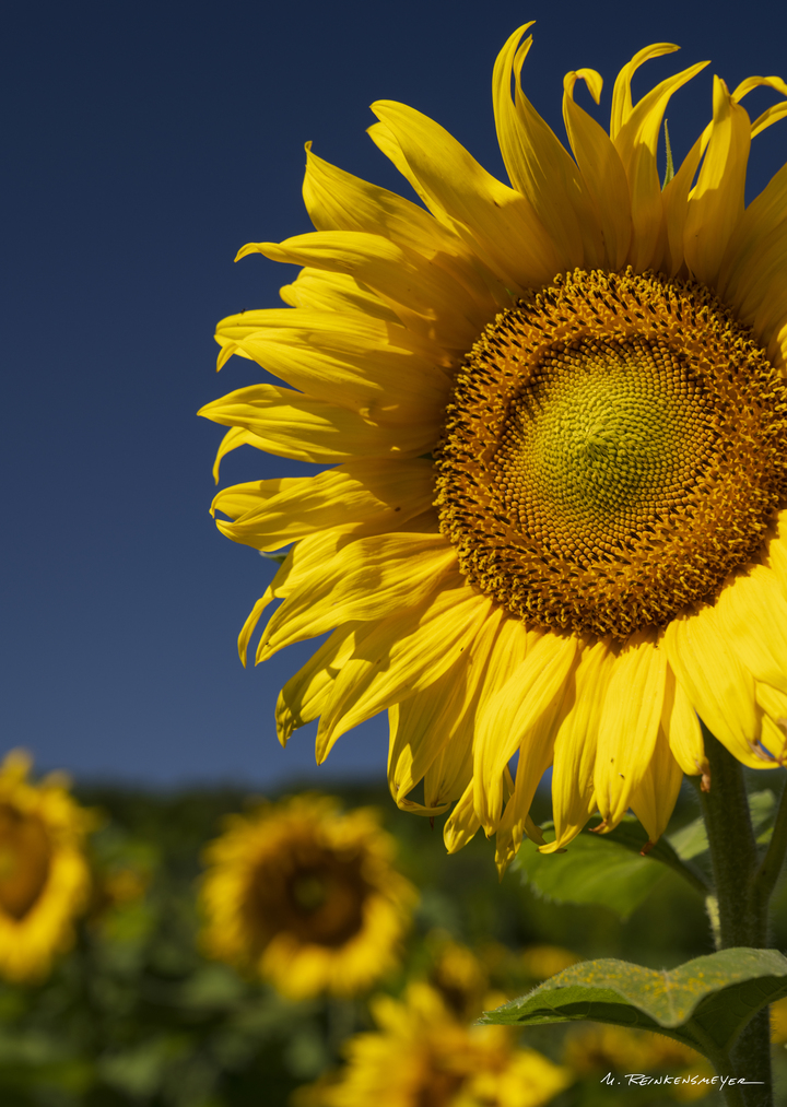 Happy Now? Sunflower, Sutton, Michigan