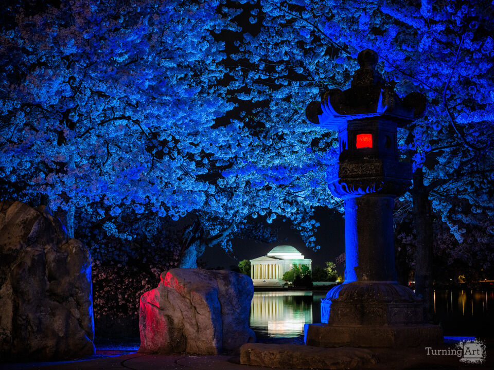 Colorful Lights at the Cherry Blossoms at Night