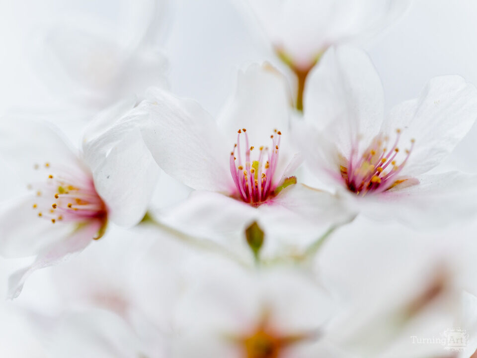 Washington DC Yoshino Cherry Blossoms Close-Up