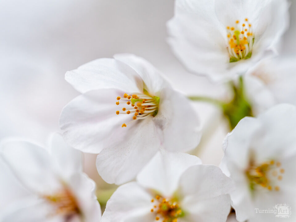 Washington DC Yoshino Cherry Blossoms Close-up