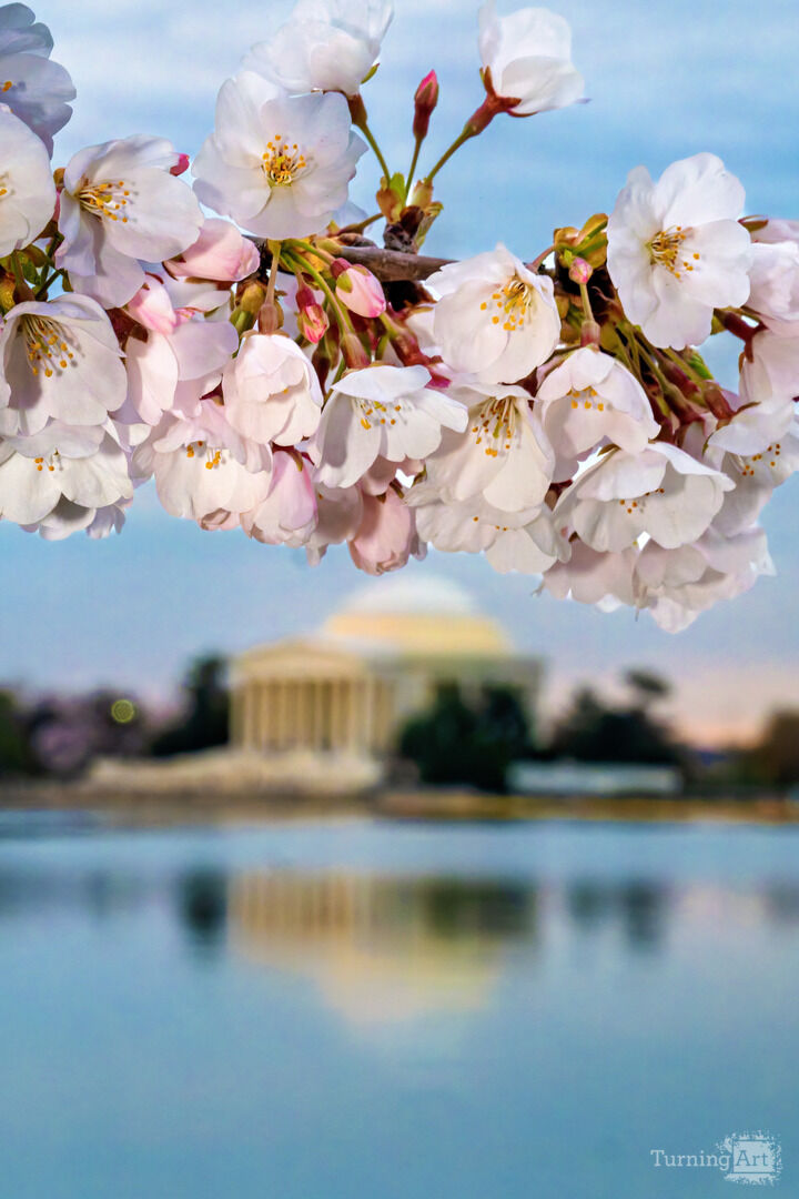 Cherry Blossoms and the Jefferson Memorial