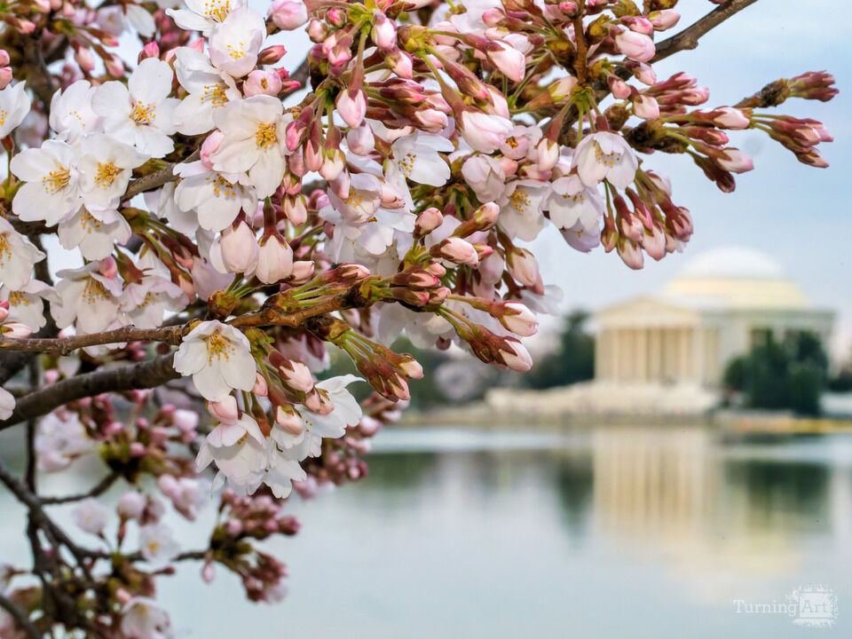 Cherry Blossoms and the Jefferson Memorial