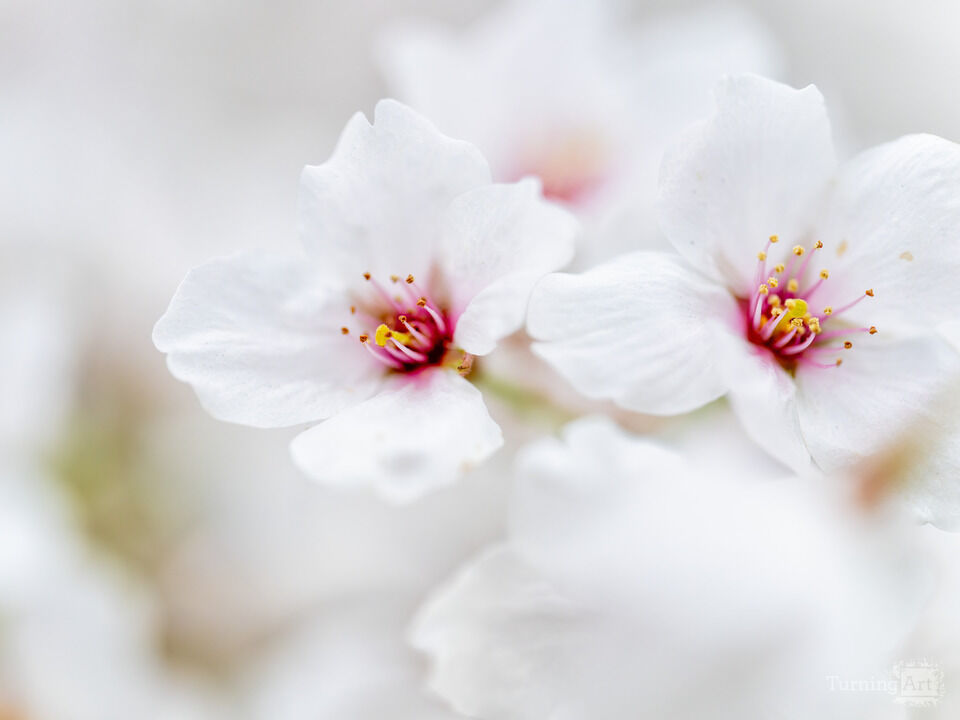 Close-up of Washington DC Yoshino Cherry Blossoms