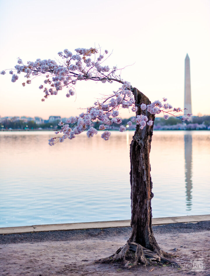 Stumpy and the Washington Monument