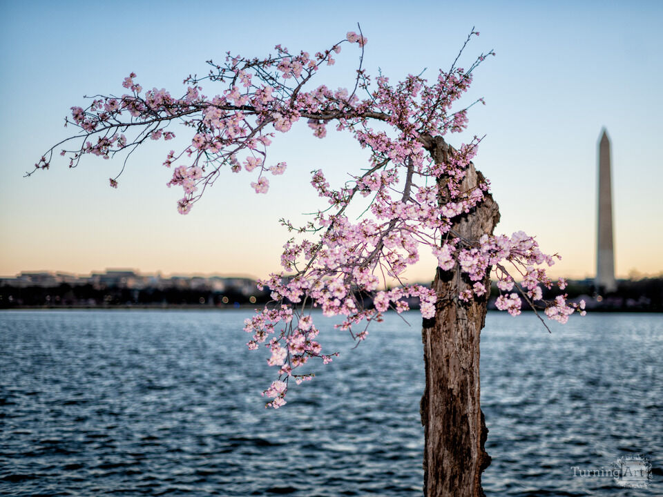 Stumpy and the Washington Monument