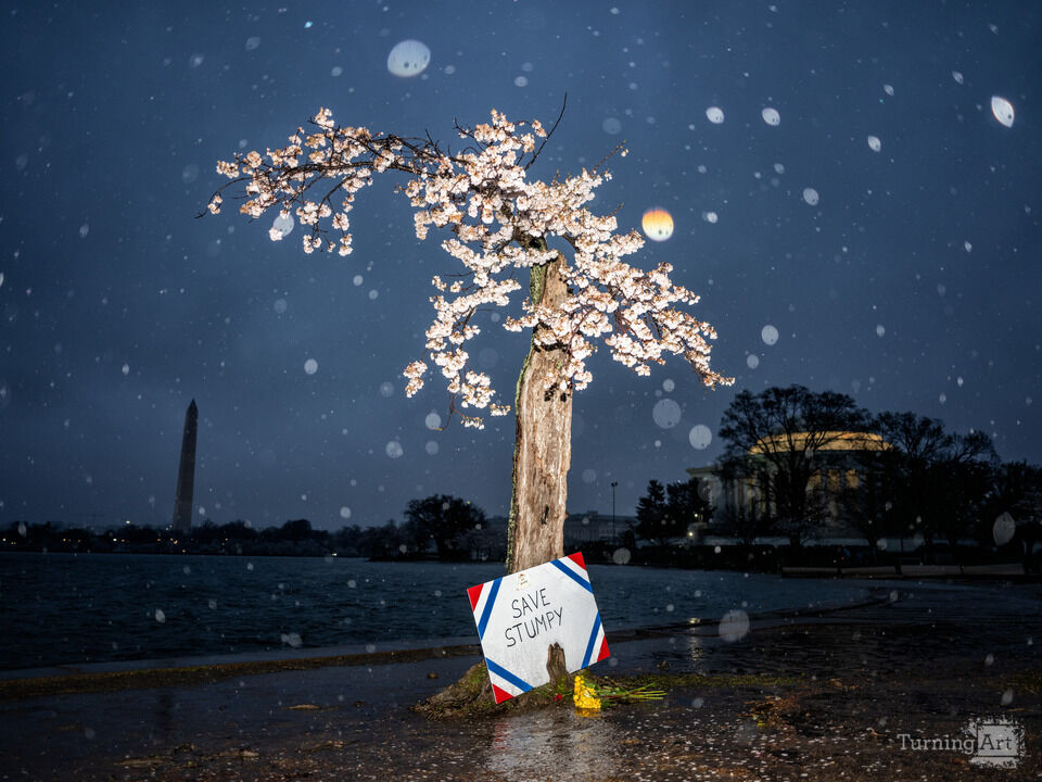 Save Stumpy at the Tidal Basin