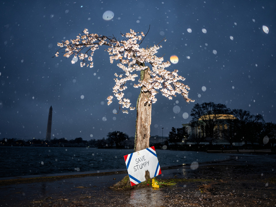 Save Stumpy at the Tidal Basin
