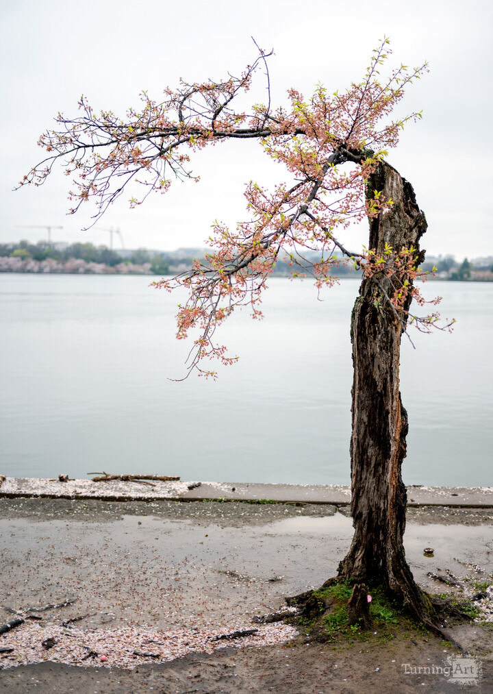 Stumpy's Final Bloom, Tidal Basin
