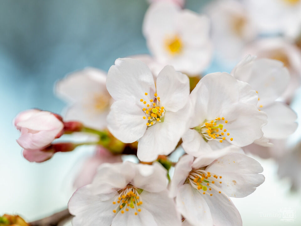 Close-up of Washington DC Cherry Blossoms in Bloom