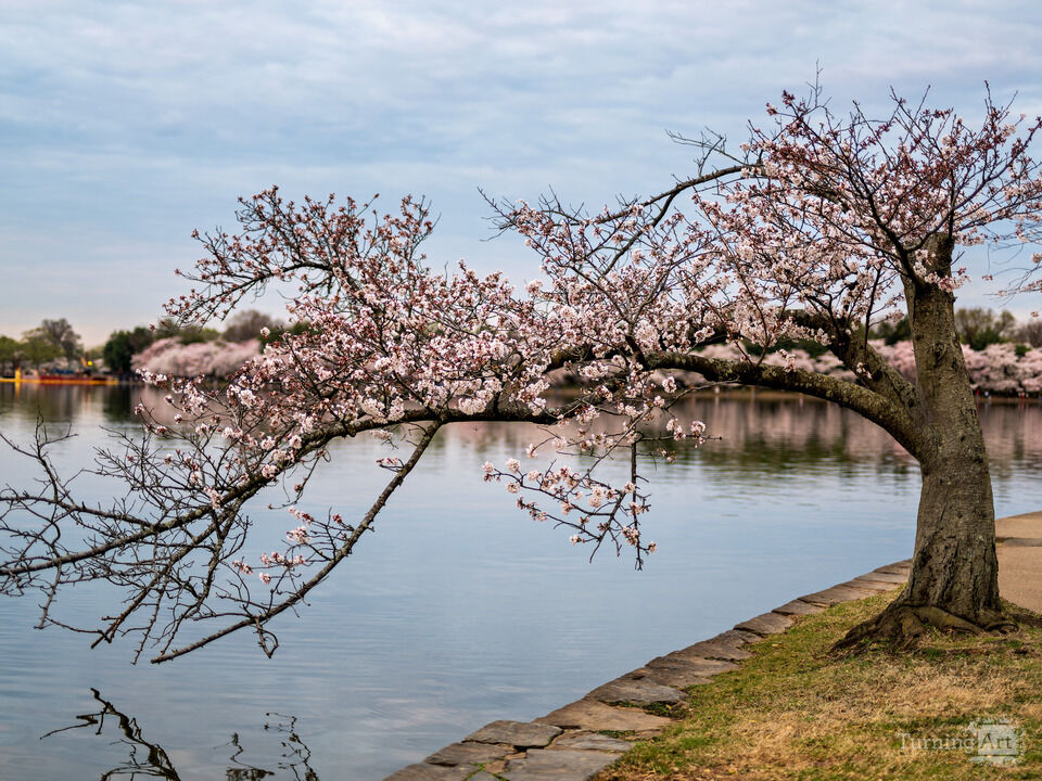 Cherry Tree Arching Over the Water / Washington DC