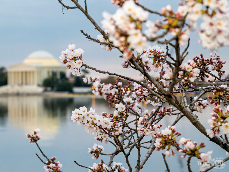 Cherry Blossoms and the Jefferson Memorial