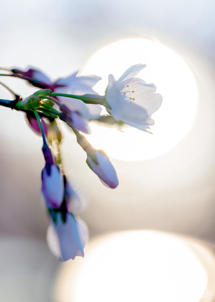 Cherry Blossom Silhouetted Against the Sun