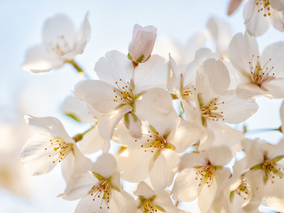 Washington DC Cherry Blossoms Close-up in Bloom