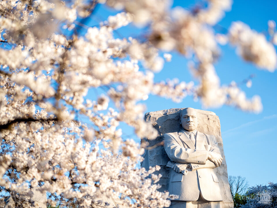 Cherry Blossoms at the MLK Memorial, Washington DC