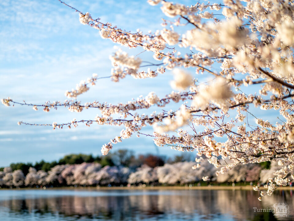 Cherry Blossoms at the Tidal Basin, Washington DC