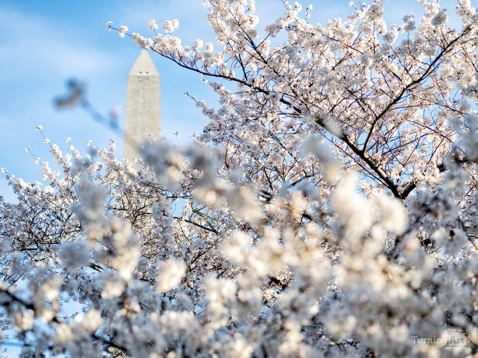 Cherry Blossoms and the Washington Monument
