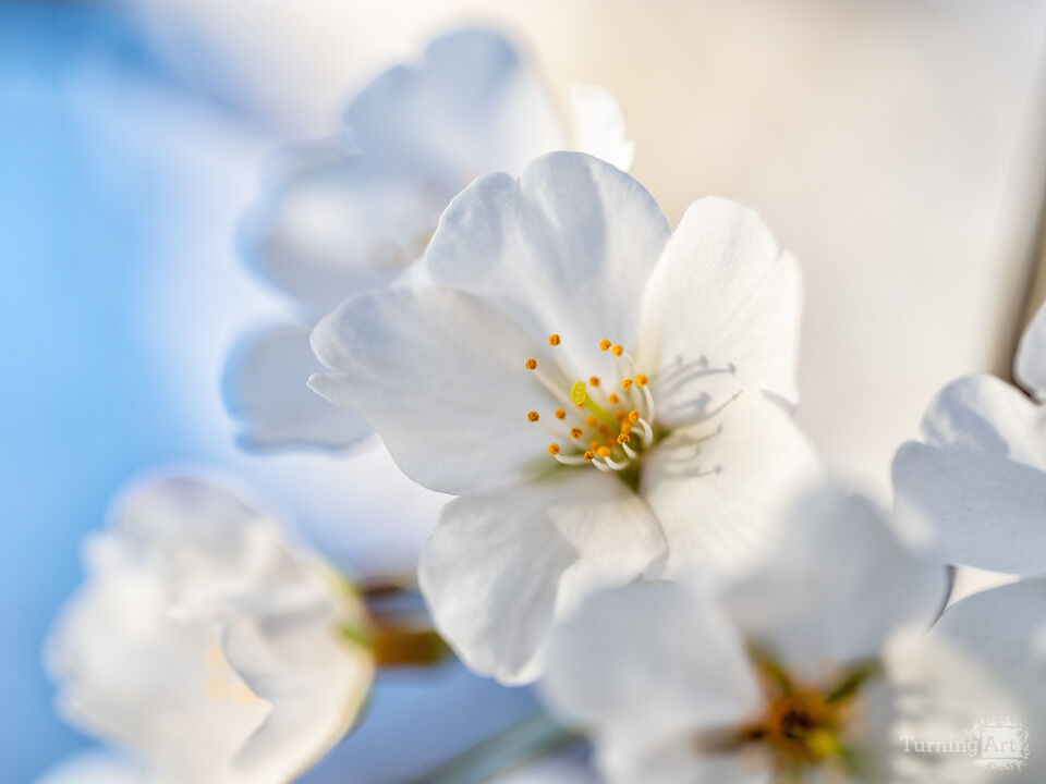 Close-up of Yoshino Cherry Blossom, Washington DC