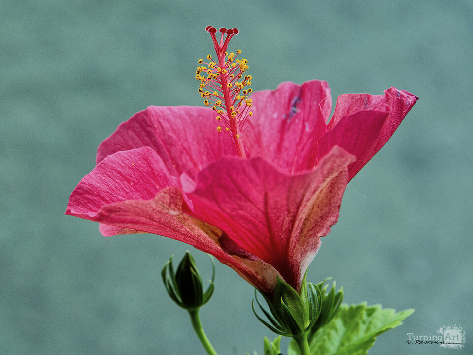 Elegance in Nature: A Single Flower