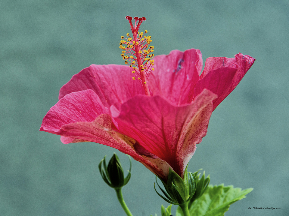 Elegance in Nature: A Single Flower