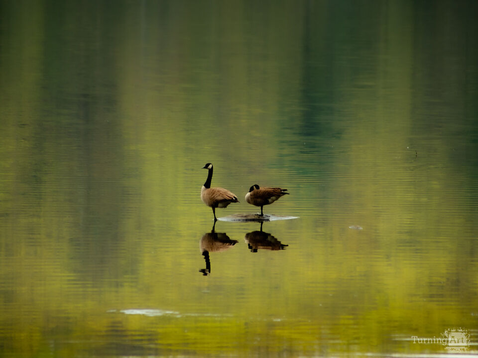 Geese on the water