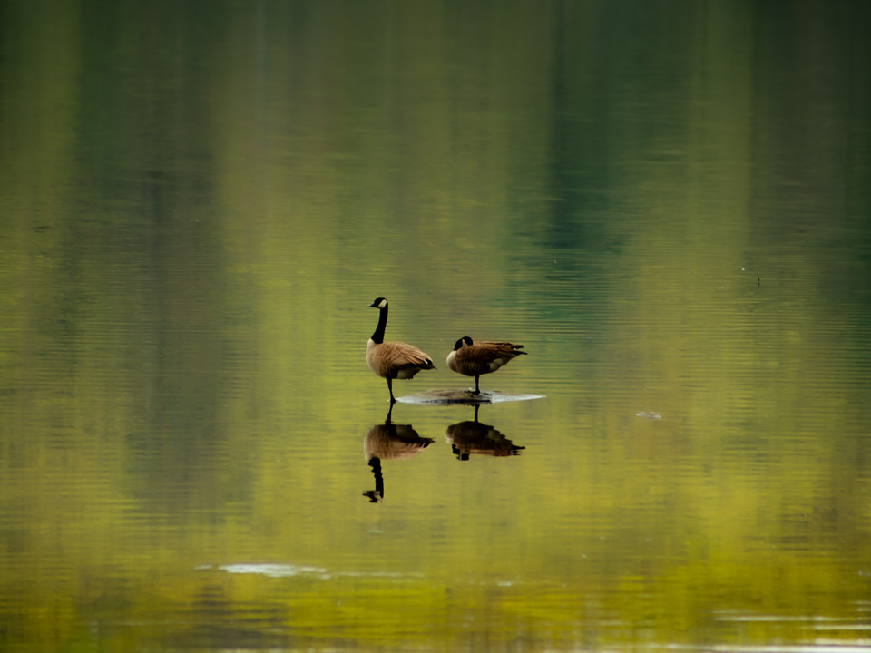 Geese on the water
