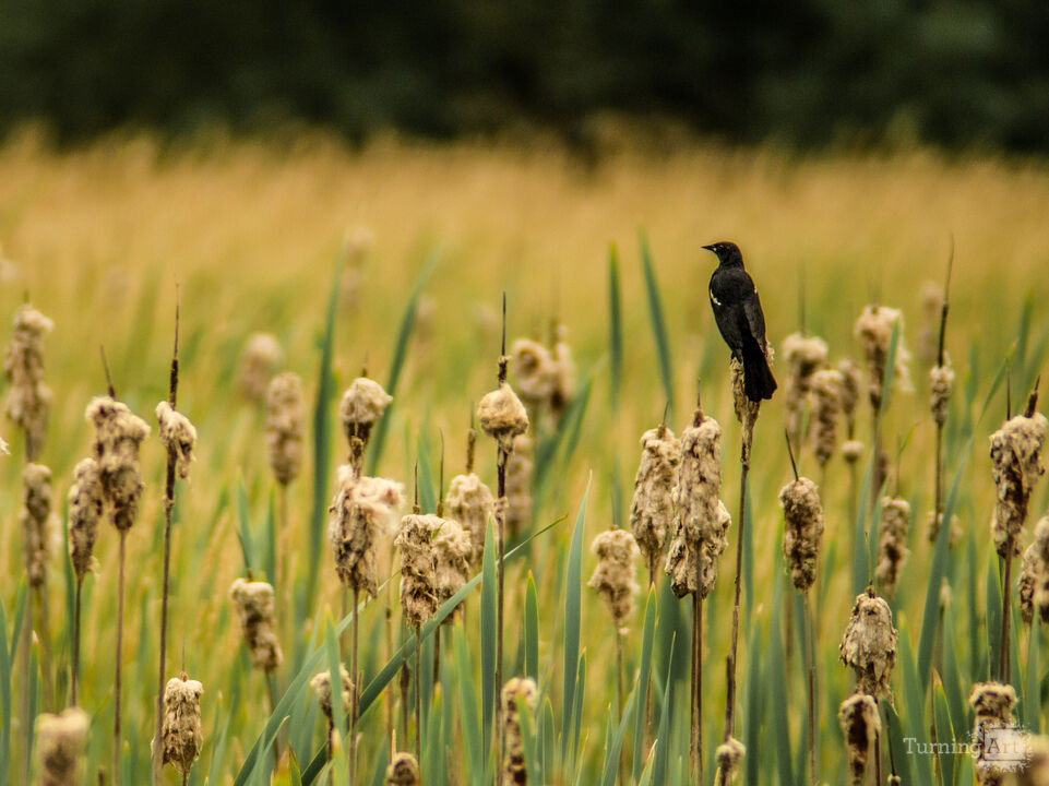 Red winged blackbird
