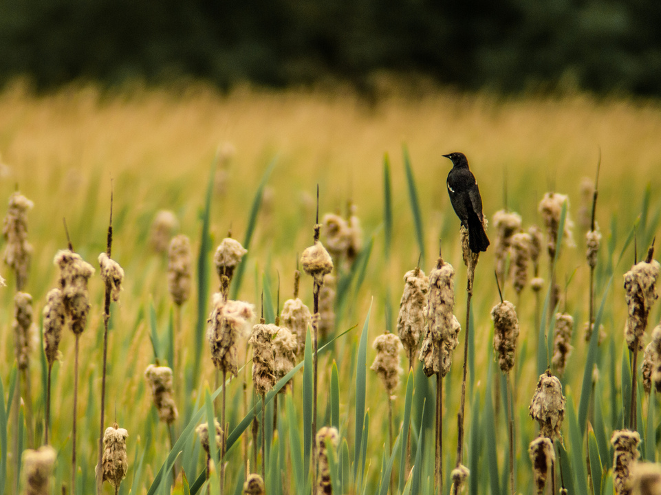 Red winged blackbird