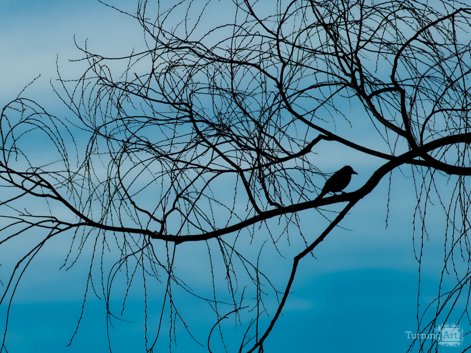 Evening silhouettes 2