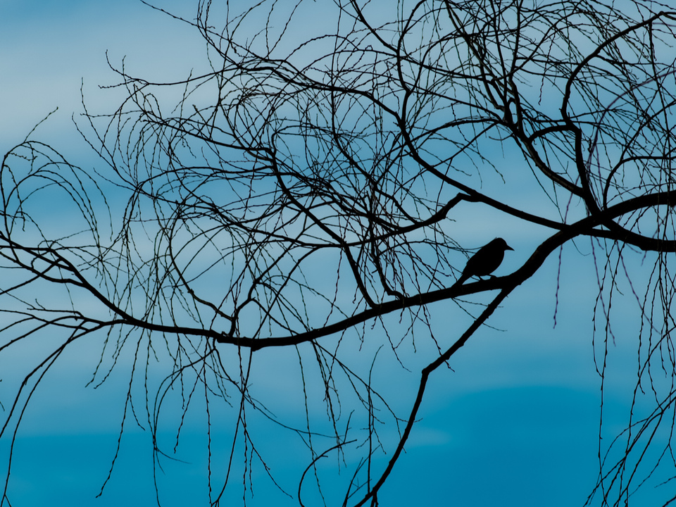 Evening silhouettes 2