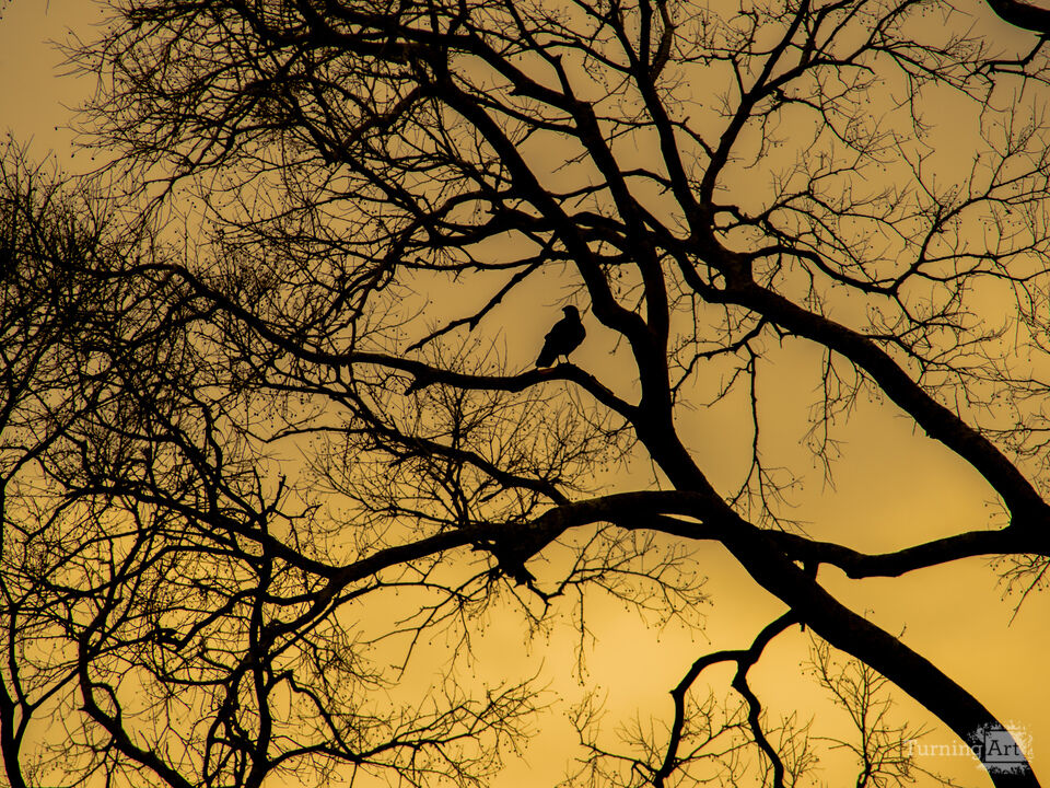 Evening silhouettes 3