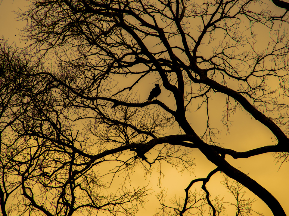 Evening silhouettes 3