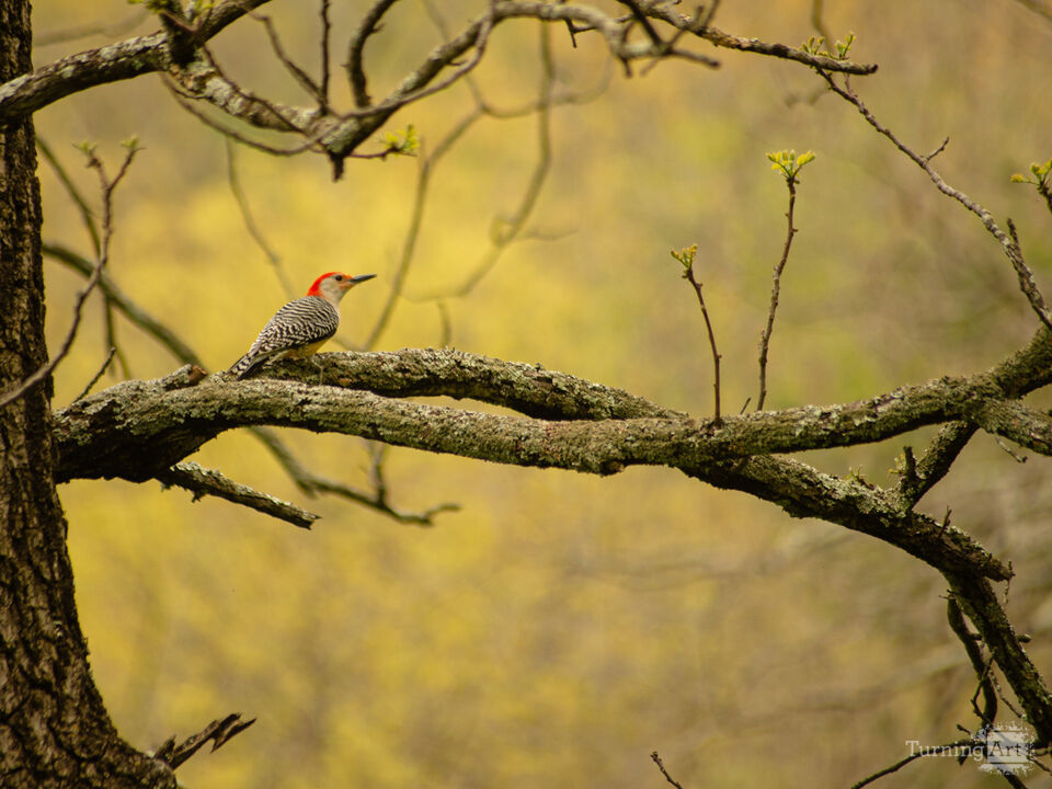 Red Bellied woodpecker 