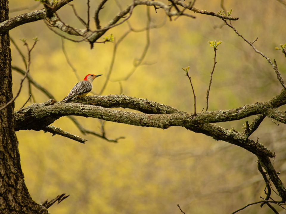 Red Bellied woodpecker 