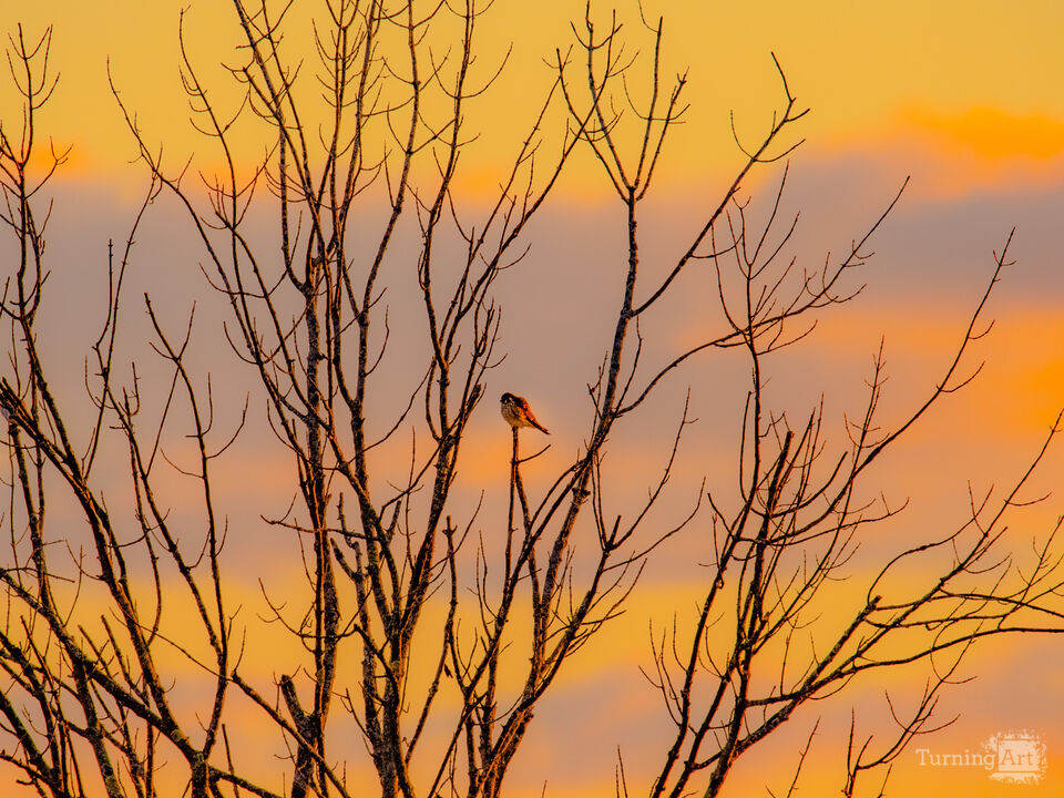 Sunset kestrel 