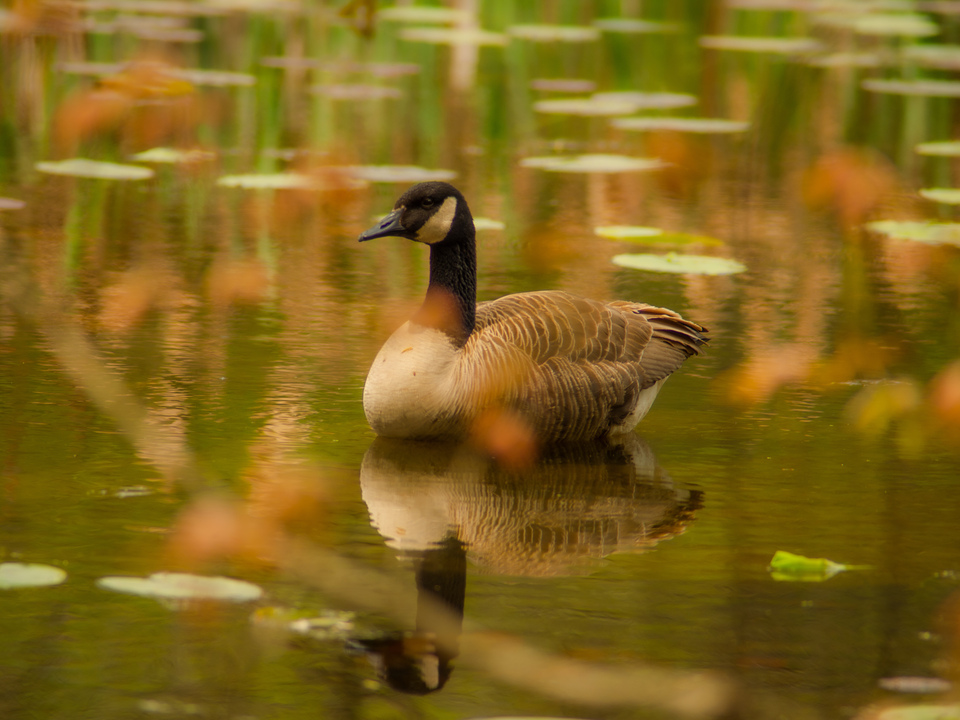 Canada Goose 