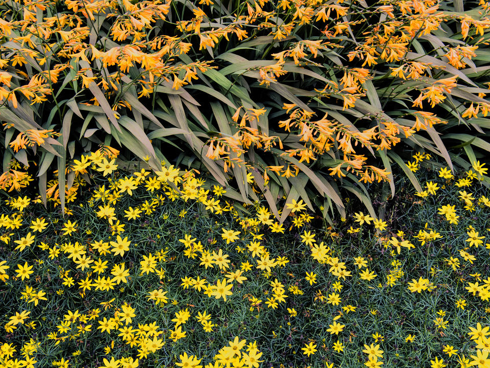 Garden Mix, Edinburgh, Scotland