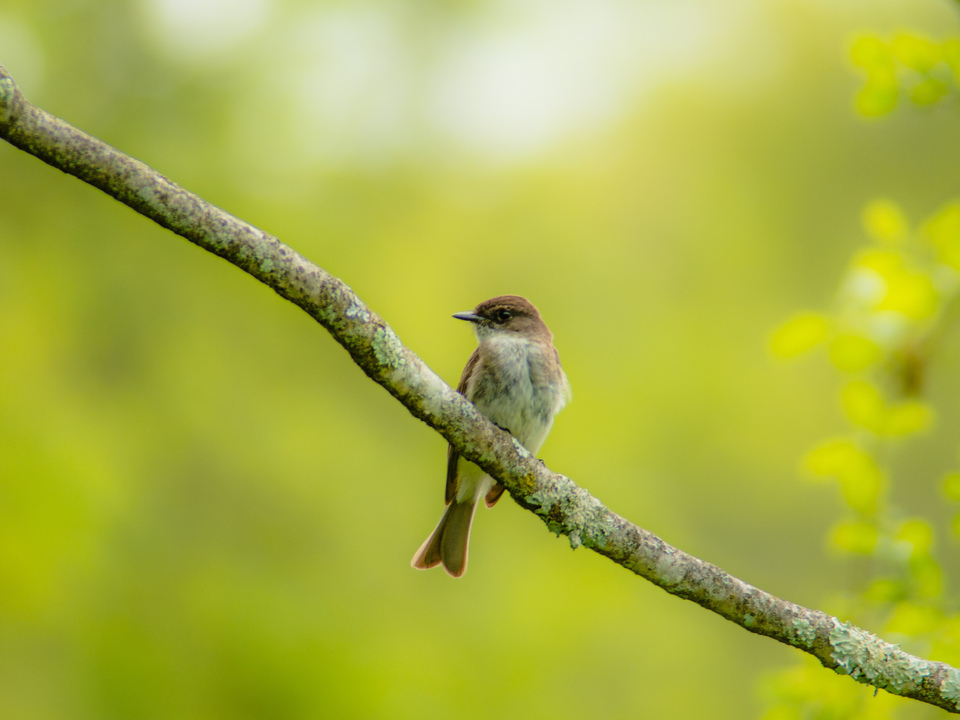 Eastern Phoebe 