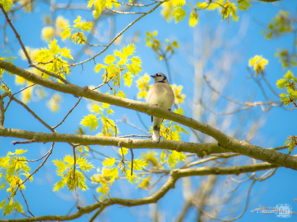 Blue Jay in spring