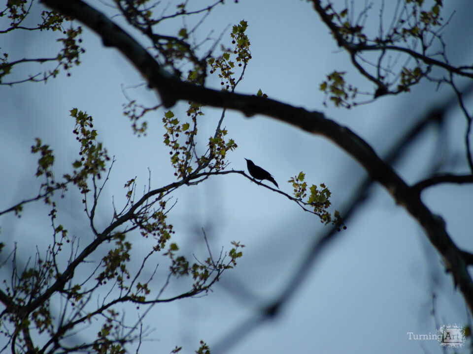 Evening silhouettes 4