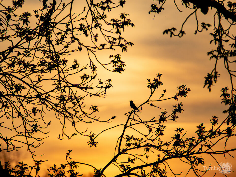 Evening Silhouettes 5