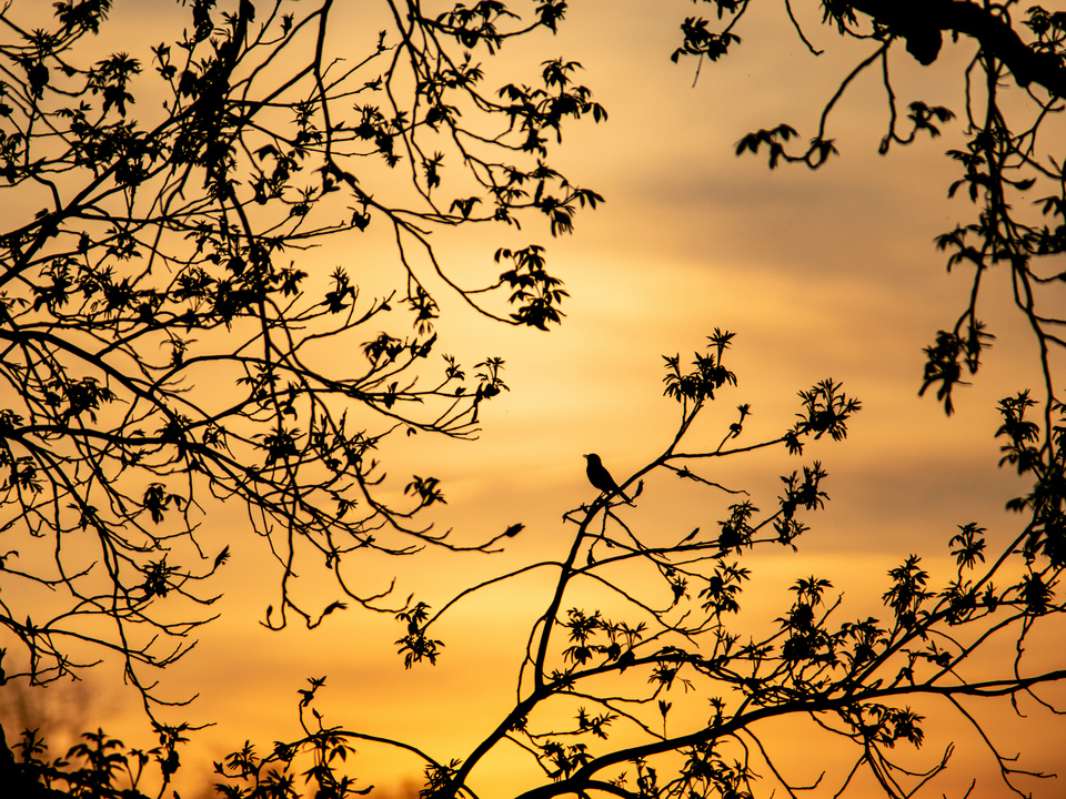 Evening Silhouettes 5