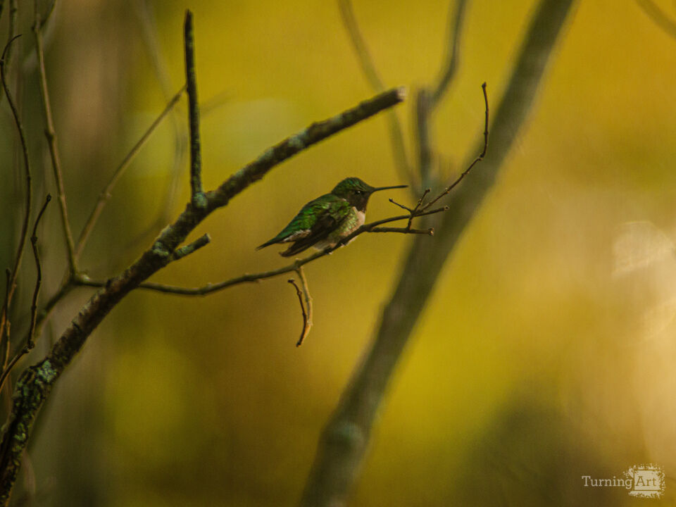 Hummingbird 