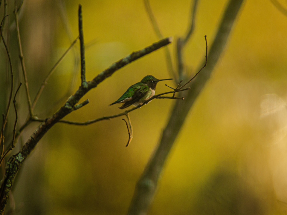 Hummingbird 