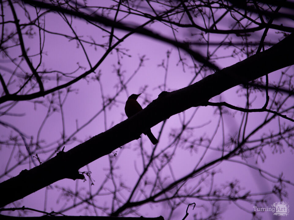 Evening Silhouettes 6