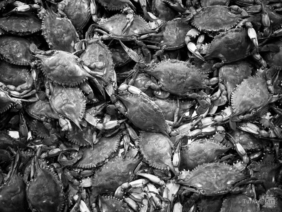 Chesapeake Bay Blue Crabs / Black and White