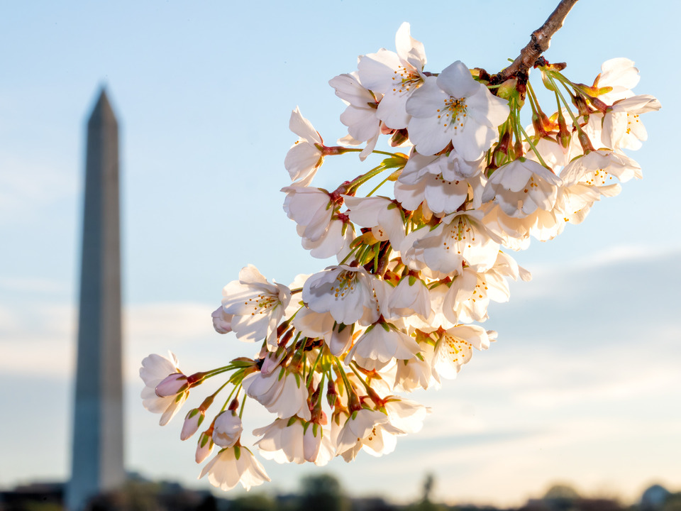 Cherry Blossoms and the Washington Monument